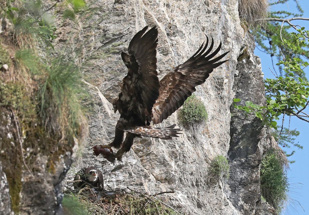 Arrivo al nido (aquila reale) - Dante Alpe